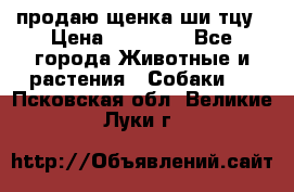 продаю щенка ши-тцу › Цена ­ 10 000 - Все города Животные и растения » Собаки   . Псковская обл.,Великие Луки г.